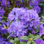 Rhododendron Blue Barron small leaf